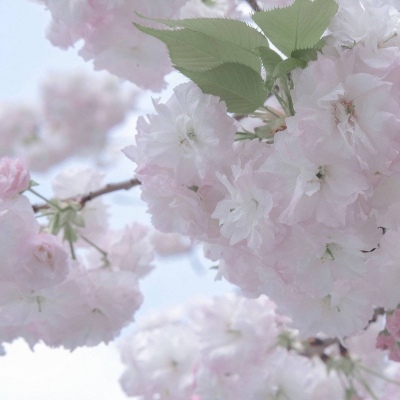 原创Furry角色设计福瑞群